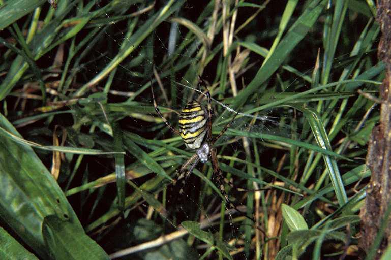 Argiope_bruennichi_P1111_Z_87_Les Gris_Frankrijk.jpg